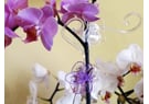 Slika za kategoriju Dodaci za orhideje