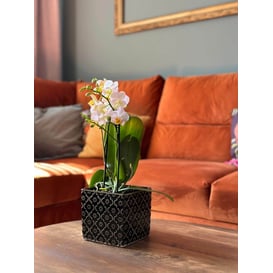 Picture of 07.128.14 Posuda četvrtastog oblika - tamno zelena