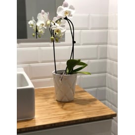 Slika 02.692.14 Posuda okruglog oblika - bijela 