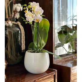 Picture of 07.139.15 Posuda okruglo oblika - krem