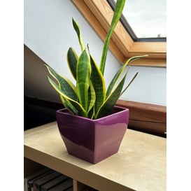 Slika 39.023.18 Posuda četvrtastog oblika - tamno ljubičasta 