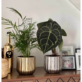 Slika 05.362.14 Posuda okruglog oblika  - staro zlato