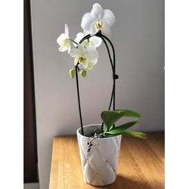 Slika 02.692.14 Posuda okruglog oblika - bijela 