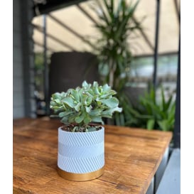 Slika 05.291.14 Posuda za biljke cilindar - siva/zlatna