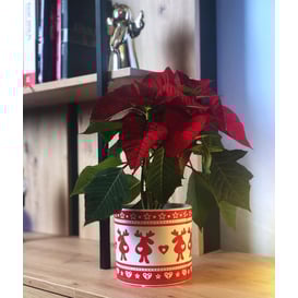 Picture of 35.038.14 Posuda četvrtastog oblika - crvena