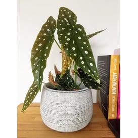 Picture of 44.007.17 Posuda okruglog oblika - siva