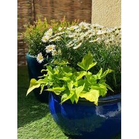 Slika 75.421. 26/36/46 Set od tri niske posude okruglog oblika - kobalt