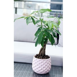 Slika 39.055.16 Posuda okruglog oblika - roza