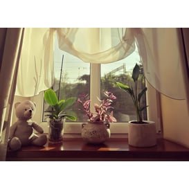 Picture of 48.016.23 Posuda ovalnog oblika - siva