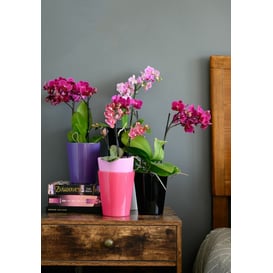 Slika ORCHID 71.082.13 