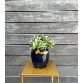 Picture of 09.144.14 Posuda okruglog oblika - zlatna/plava