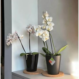 Slika 71.081.13 Posuda okruglog oblika - crna