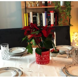 Picture of 35.064.14 Posuda u obliku cilindra - crvena 