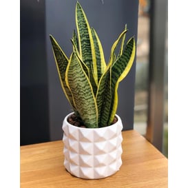 Slika 05.146.15 Posuda u obliku cilindra -  bijela