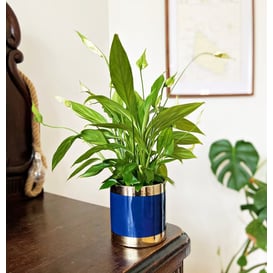 Slika 09.142.13 Posuda okruglog oblika - zlatna/plava