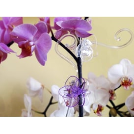 Slika 50.600.05 Klip za orhideje - prozirna 