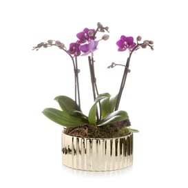 Slika 05.262.26 Niska posuda okruglog oblika - zlatna