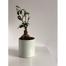 Slika 31.075.13 Posuda u obliku cilindra - menta 