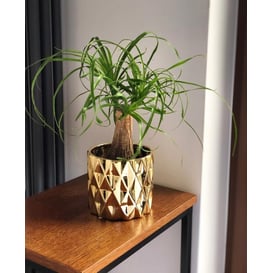 Slika 05.254.13 Posuda okruglog oblika - zlatna