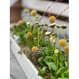 Slika 16.078.50 Posuda pravokutnog oblika - bijela