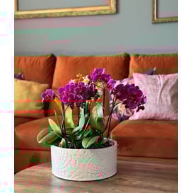 Slika 07.135.28 Niska posuda okruglog oblika - krem boja