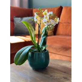 Picture of 07.140.15 Posuda okruglo oblika - tamno zelena