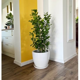 Slika 01.001. 26/31/38 Set od tri posude okruglog oblika sa podlogom - bijela