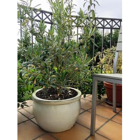 Picture of 75.423.50 Niska posuda okruglog oblika - krem