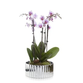 Slika 05.261.26 Niska posuda okruglog oblika - srebrna