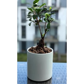 Slika 31.075.13 Posuda u obliku cilindra - menta 