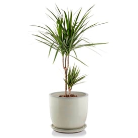 Slika 28.028.41 Velika posuda okruglog oblika sa podlogom - krem