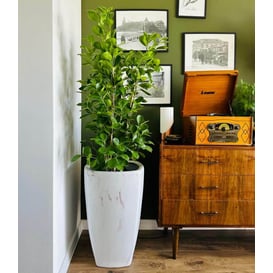 Slika 01.514. 57/61 Set od dvije posude četvrtastog oblika - bijeli mramor