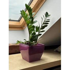 Slika 39.023.18 Posuda četvrtastog oblika - tamno ljubičasta 