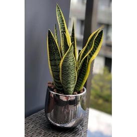 Picture of 08.104.15 Posuda okruglog oblika - srebrna