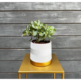 Slika 05.291.14 Posuda za biljke cilindar - siva/zlatna