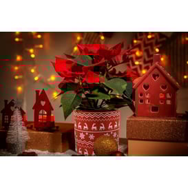 Picture of 35.064.14 Posuda u obliku cilindra - crvena 