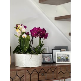 Slika 07.135.28 Niska posuda okruglog oblika - krem boja