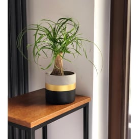 Slika 05.258.14 Posuda okruglog oblika - crno/zlatno