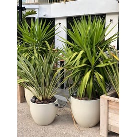 Slika 28.028.41 Velika posuda okruglog oblika sa podlogom - krem