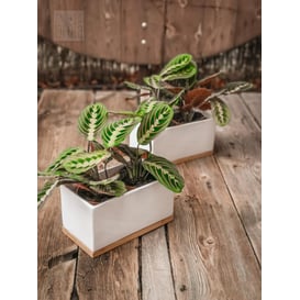 Slika 02.677.26 Izdužena posuda pravokutnog oblika na drveno podlozi - bijela