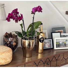 Picture of 31.096.18 Posuda okruglog oblika - zlatna