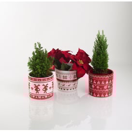 Picture of 35.038.14 Posuda četvrtastog oblika - crvena