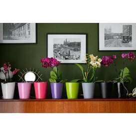 Slika ORCHID 71.082.13 