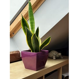 Slika 39.023.18 Posuda četvrtastog oblika - tamno ljubičasta 