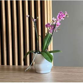 Slika 05.312.14 Posuda okruglog oblika - bijela 