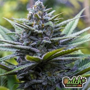 Dutch Seeds Shop Coupon Code Store Cbd Crystal Seeds Feminized