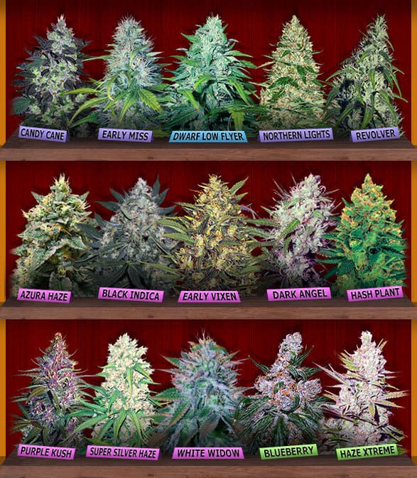 Crop King Seeds Store Discount Coupon Promo Certificate Offer1