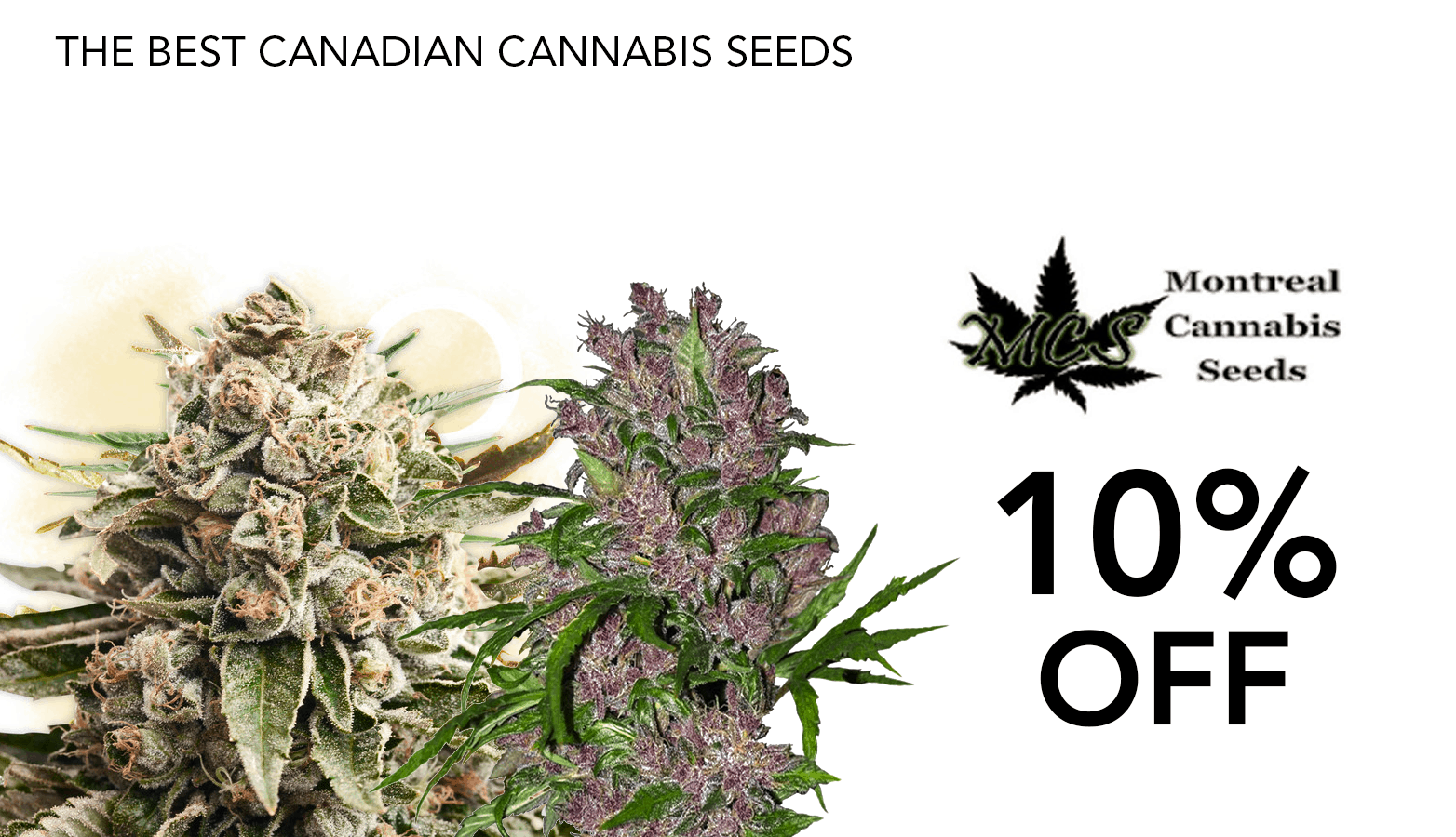 Montreal Cannabis Seeds Coupon Code Online Discount Save On Cannabis Redesign