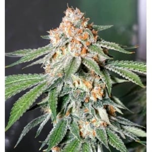 Super Auto Flowers Coupons Banana Og Kush Feminized Seeds