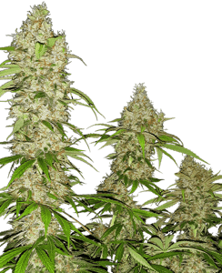 Sensi Seeds Coupon Banana-Kush-Cake-Feminized-Seeds